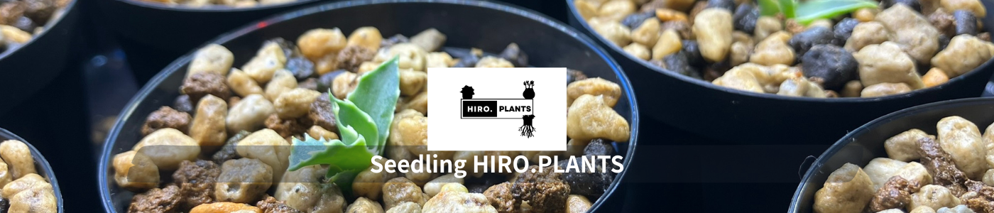 Seedling HIRO.PLANTS